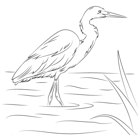 Yellow Billed Egret Coloring Page